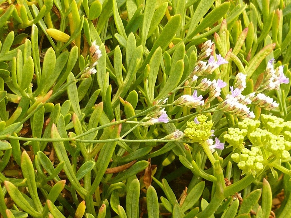 Limonium binervosum (Plumbaginaceae)
